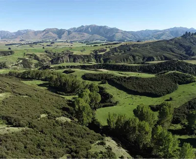 Flax Hill Forest carbon project, New Zealand