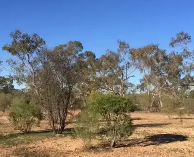 Lakemere Native Regeneration project, Australia